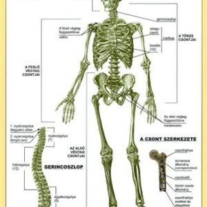 Tanulói munkalap, A4, STIEFEL "Az emberi csontváz"