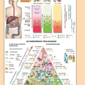 Tanulói munkalap, A4,  STIEFEL "Az emésztőrendszer"